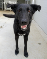 Ciri – kluge Hündin mit Energie und Herz sucht klare Führung