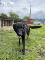 Ciri – kluge Hündin mit Energie und Herz sucht klare Führung