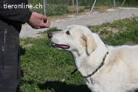 Clara - geht ihren Weg weiter