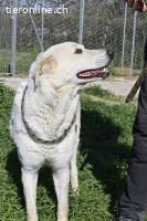 Clara - geht ihren Weg weiter