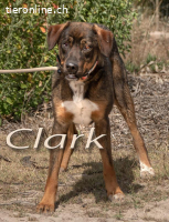 Clark, ein sensibler Hund!