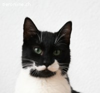 Cleo – eine zarte Seele auf der Suche nach ihrem Zuhause