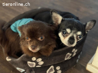 Cleo und Bohne - Duo in Crime