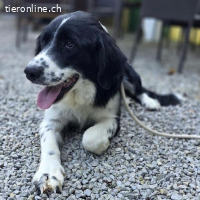 Coco ein liebevoller Hundebub