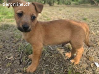 Coco - neugieriger Entdecker