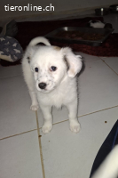 coco unser eisbärchen