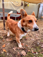 Cody mit der großne ausstrahlung