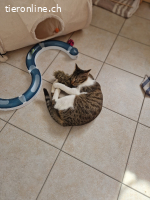 Colin sucht ein Zuhause (8 Monate)