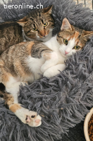 Colin sucht ein Zuhause (8 Monate)