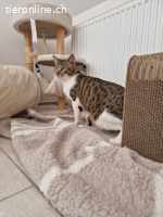 Colin sucht ein Zuhause (8 Monate)