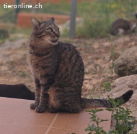 Collins - sanfter Tiger sucht sein Glück