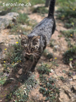 Collins - sanfter Tiger sucht sein Glück