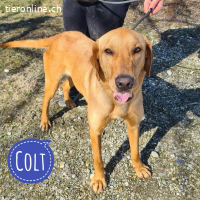 Colt ein Traumwesen