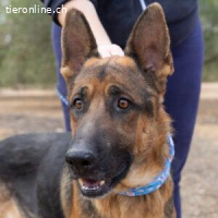 Conan -  ist im Umgang menschenbezogen und sehr freundlich