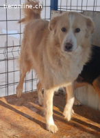 Conor – sucht hundeerfahrene Menschen