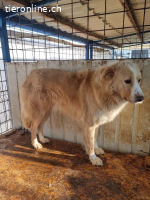 Conor – sucht hundeerfahrene Menschen