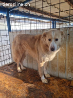 Conor – sucht hundeerfahrene Menschen