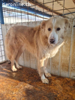 Conor – sucht hundeerfahrene Menschen