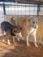 Conor – sucht hundeerfahrene Menschen