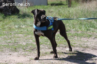CONRAD HERZBERÜHRENDER SENIOR, CA.15J.,*GNADENPLATZ GESUCHT*