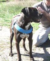 CONRAD HERZBERÜHRENDER SENIOR, CA.15J.,*GNADENPLATZ GESUCHT*