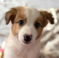 Cookie A. - ein lebensfroher verspielter Welpe