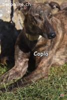 COPLA