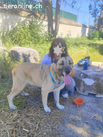 Cora, w./kastr., geb. 03/2019, Größe: ca. 70 cm/44,5 kg