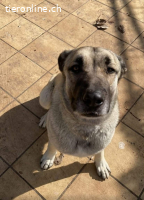 Cora, w./kastr., geb. 03/2019, Größe: ca. 70 cm/44,5 kg