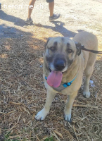 Cora, w./kastr., geb. 03/2019, Größe: ca. 70 cm/44,5 kg