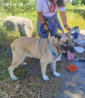 Cora, w./kastr., geb. 03/2019, Größe: ca. 70 cm/44,5 kg