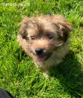 Cori kleiner Junghund 4,5 Monate bleibt klein