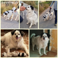 Cosco, m./kastr., geb. 15.06.2019, Größe: 43 cm/14 kg