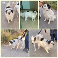 Cosco, m./kastr., geb. 15.06.2019, Größe: 43 cm/14 kg