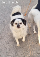 Cosco, m./kastr., geb. 15.06.2019, Größe: 43 cm/14 kg