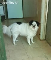 Cosco, m./kastr., geb. 15.06.2019, Größe: 43 cm/14 kg