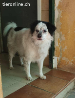 Cosco, m./kastr., geb. 15.06.2019, Größe: 43 cm/14 kg