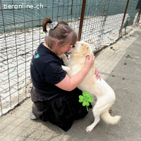 Cosmo, dein neuer bester Freund wartet schon auf dich.