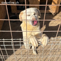 Cosmo, dein neuer bester Freund wartet schon auf dich.