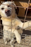 Cosmo, dein neuer bester Freund wartet schon auf dich.
