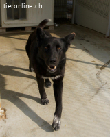 Coza Conzana (Coza) – aktive, ausgeglichene Hündin