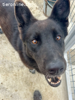 Coza Conzana (Coza) – aktive, ausgeglichene Hündin