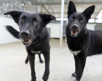 Coza Conzana (Coza) – aktive, ausgeglichene Hündin