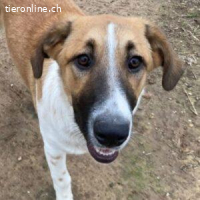 Creta - eine wunderbare Seele sucht ein Zuhause