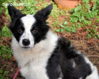 Crix - hat seine Fledermausohren auf Empfang