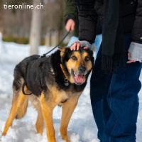 Cronos -ein Hund mit der Seele eines Kindes