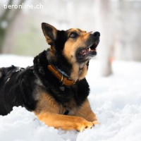 Cronos -ein Hund mit der Seele eines Kindes