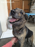 Cuba, auf Pflegestelle in Pliezhausen, sucht ein Zuhause!