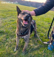 Cuba, auf Pflegestelle in Pliezhausen, sucht ein Zuhause!