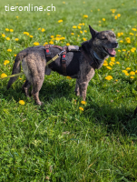Cuba, auf Pflegestelle in Pliezhausen, sucht ein Zuhause!